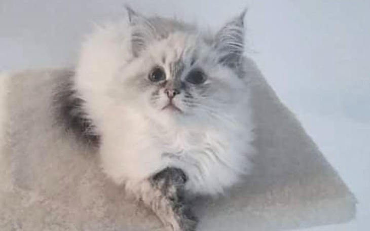 Zbiórka Leczenie Myszki - zdjęcie główne