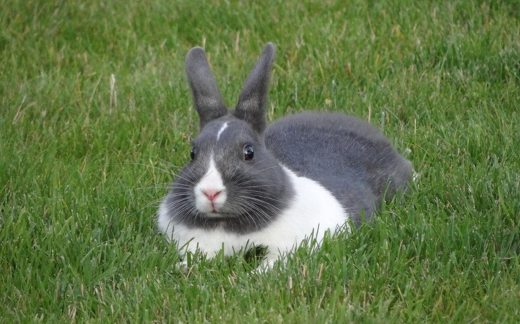 Zbiórka Piorun Nello - zdjęcie główne