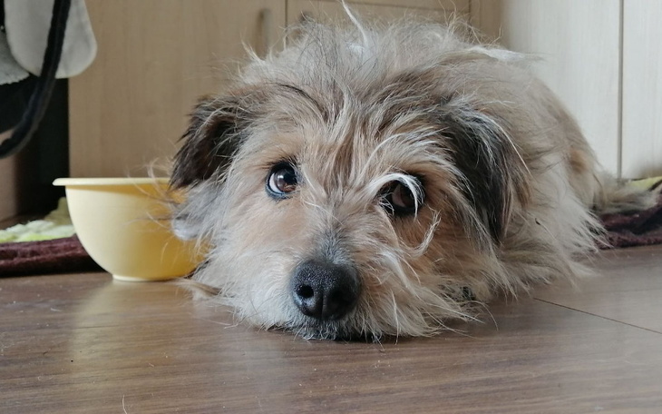 Zbiórka Pepe z urazem rdzenia kręgowego - zdjęcie główne