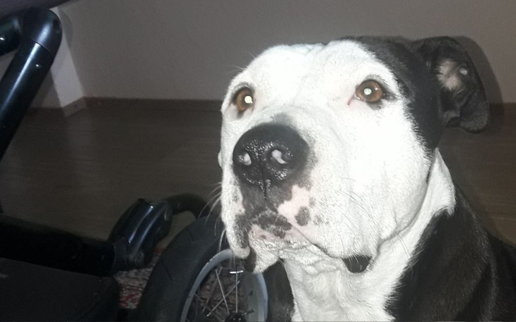 Zbiórka Ratujemy łapki Vegusi - zdjęcie główne