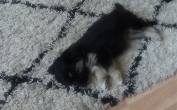 Zbiórka Troszkę karmy - zdjęcie główne