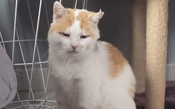 Biały kot z pomarańczowymi łatami, siedzący w jasnym pomieszczeniu.