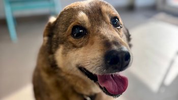 Zbiórka Guz śledziony zabija Marleya!!! - miniaturka zdjęcia