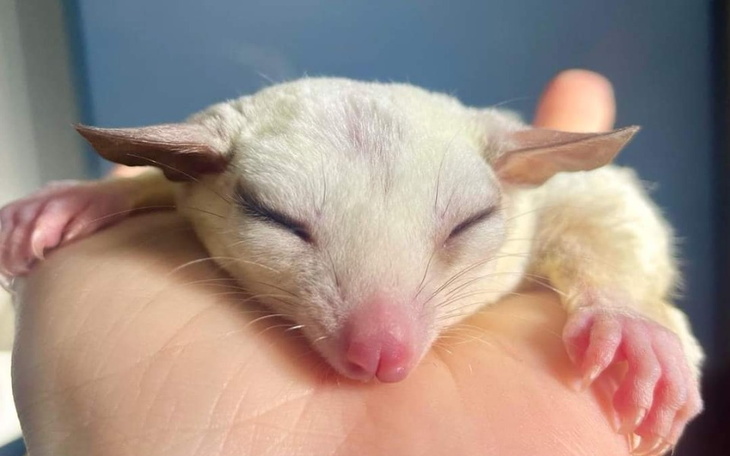 Zbiórka Na spłatę długu za lecze Czkawki - zdjęcie główne