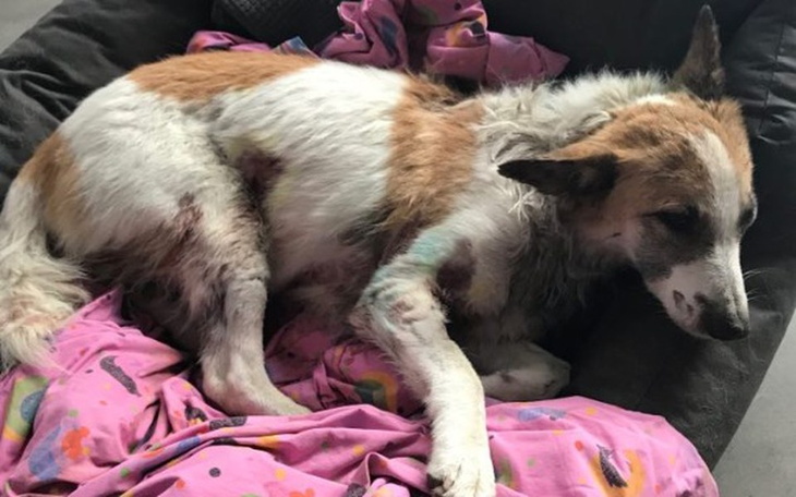 Zbiórka Kojec dla pogryzionego Bemaza - zdjęcie główne