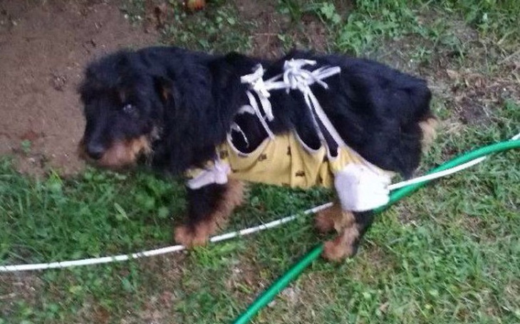 Zbiórka Na zabieg, szczepienia i karmę - zdjęcie główne