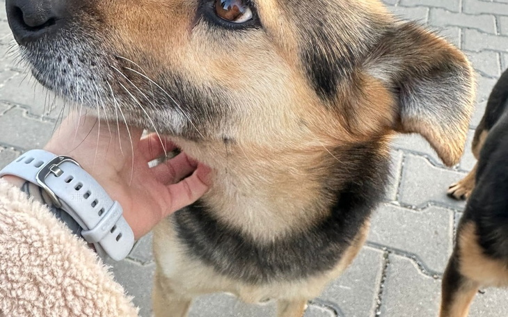 Zbiórka Wspomóż Pieski na Święta - zdjęcie główne