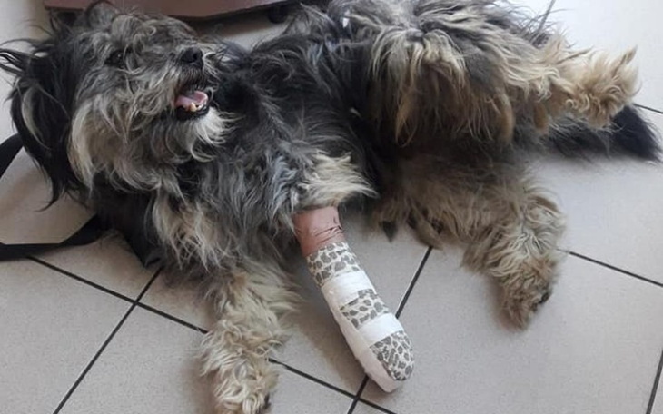 Zbiórka Pies ze złamaną łapką - zdjęcie główne