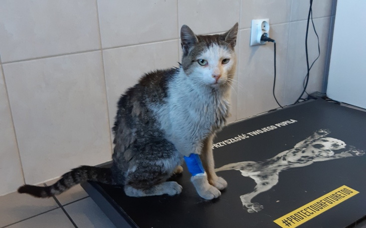 Zbiórka Dla wyrzuconego chorego kotka - zdjęcie główne