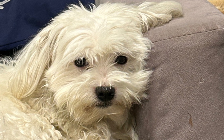 Biały pies leżący na kanapie, z wyrazem spokojnym.