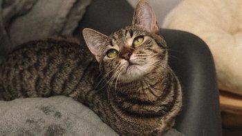 Zbiórka Mruczarnia - luty - miniaturka zdjęcia