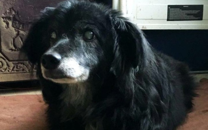 Zbiórka Psianatorium- zdążyć przed zimą! - zdjęcie główne