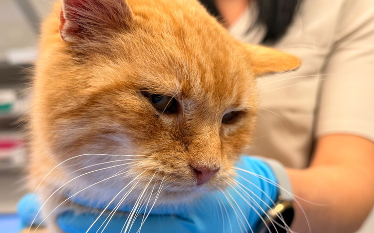 Rudy kot w rękach weterynarza, z troską w oczach.