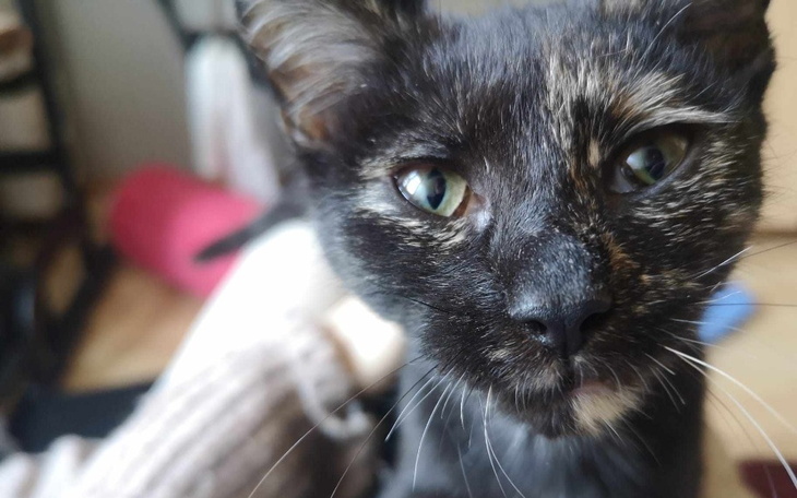 Zbiórka leczenie uratowanych kotów - zdjęcie główne