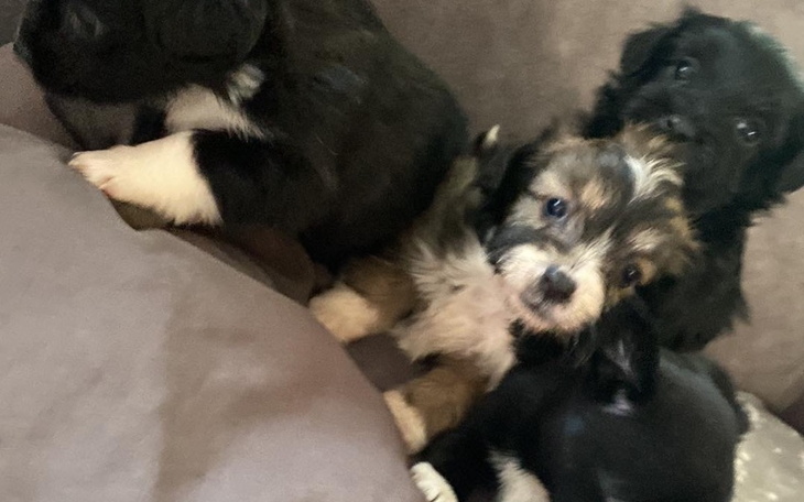 Szczeniaki w grupie, przytulone do siebie na kanapie.