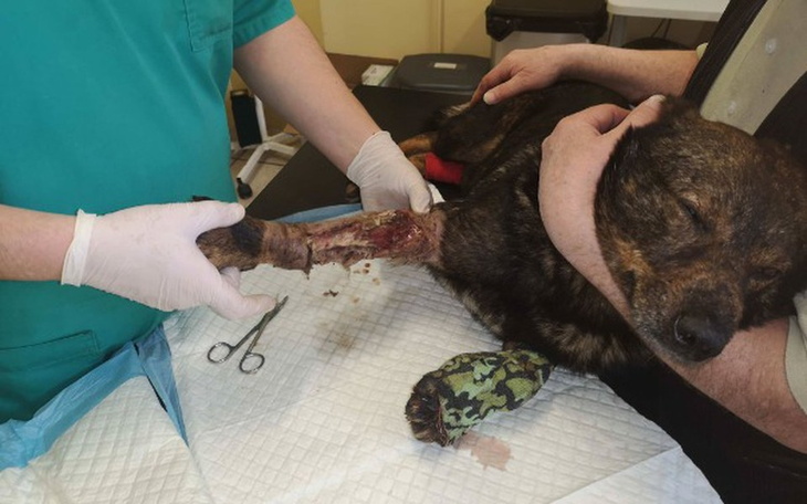 Zbiórka Ratujemy życie i łapki Dzielnego - zdjęcie główne