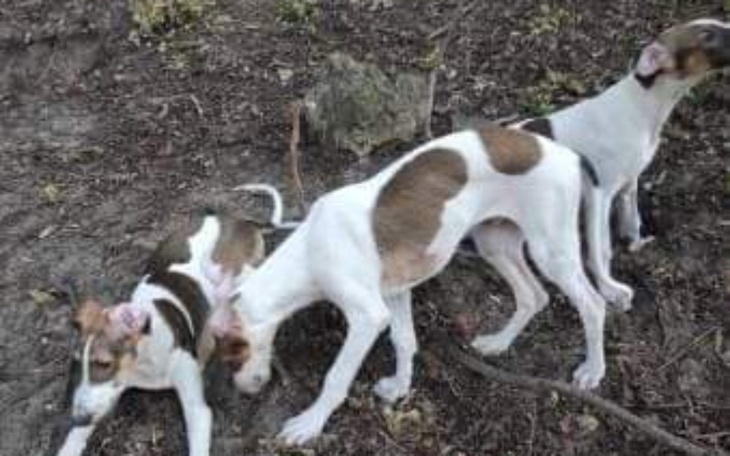 Zbiórka 3 charty w potrzebie - zdjęcie główne