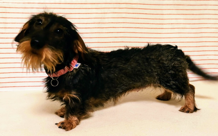 Zbiórka Maleńka jamniczka prosi o pomoc - zdjęcie główne