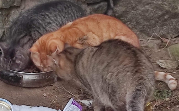 Zbiórka Pomoc kotkom spod lasu - zdjęcie główne