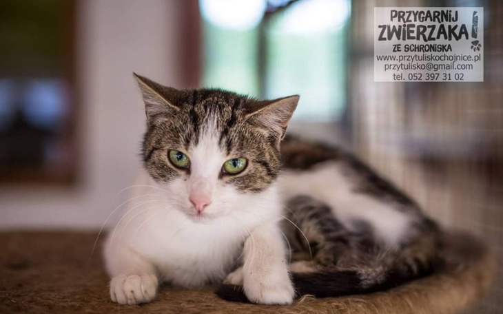 Zbiórka Karma sucha dla kotów ze schroni - zdjęcie główne