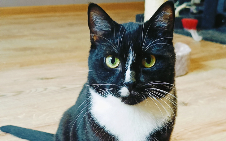 Zbiórka Jacuś prosi o jedzonko Wesprzyj - zdjęcie główne