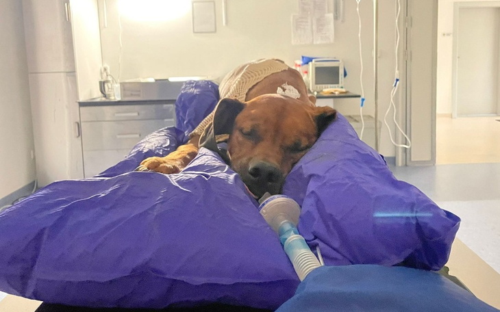 Zbiórka Pomoc dla Chiro w walce z rakiem - zdjęcie główne