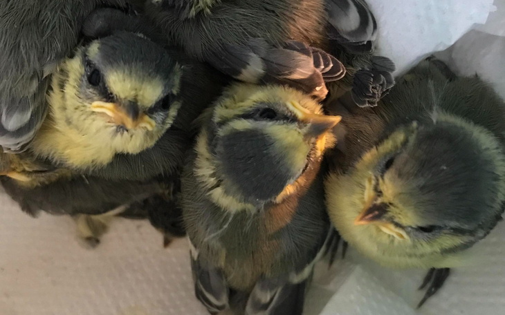 Grupa piskląt, przytulonych w gnieździe.