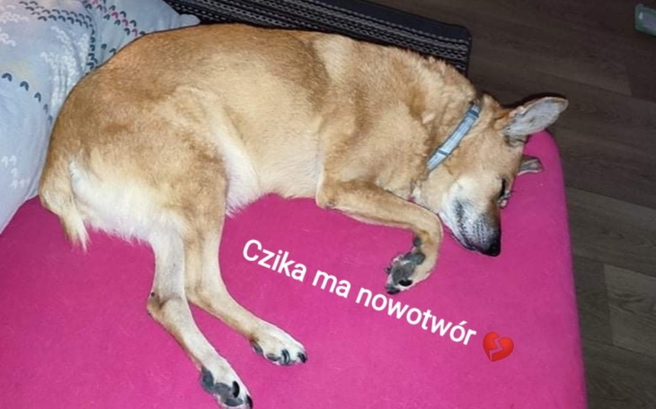 Zbiórka 2 zł dla Staruszka i dzikuska - zdjęcie główne