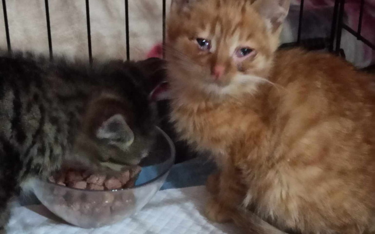 Zbiórka kocie biedy ze wsi, pomóż im - zdjęcie główne