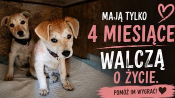 Zbiórka Dwie siostry walczą o życie! - miniaturka zdjęcia
