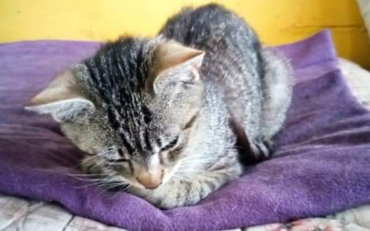 Zbiórka Chory kocurek z działek - zdjęcie główne