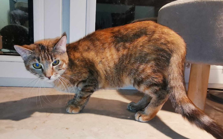 Zbiórka Ostatnia szansa kociego dziecka - zdjęcie główne