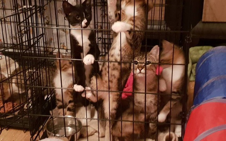 Zbiórka Puszka dla Mruczka II - zdjęcie główne