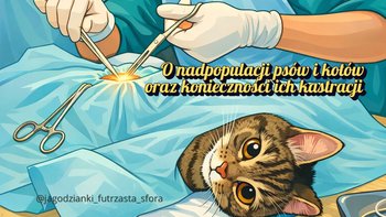 Zbiórka Zabiegi kastracji w 2026 roku - miniaturka zdjęcia