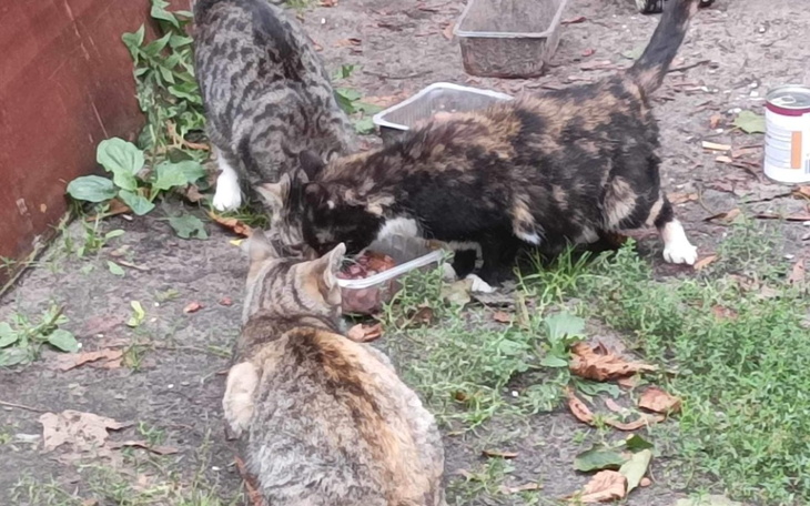 Zbiórka Na budki dla bezdomnych kotków - zdjęcie główne