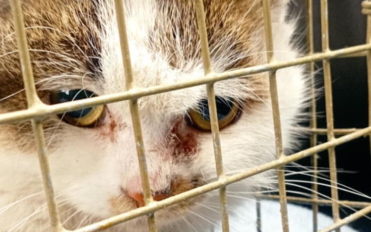 Kot za kratkami, z wyrazem smutku w oczach.