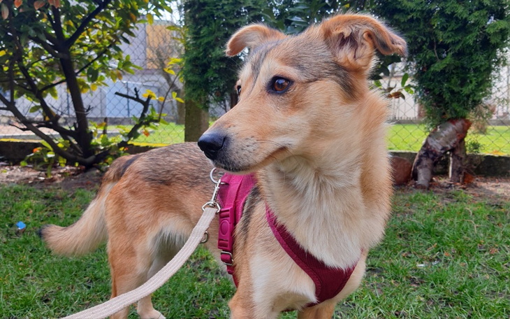 Zbiórka Badania krwi Bambi - zdjęcie główne