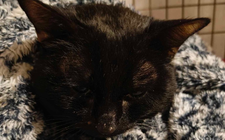 Czarny kot owinięty w koc, z zamkniętymi oczami.