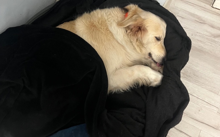 Złoty retriever śpi w kocu, wyglądając na zrelaksowanego.