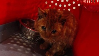 Zbiórka Malutki zmarznięty rudziaszek - miniaturka zdjęcia