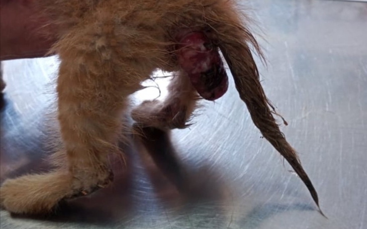 Kotek z uszkodzoną kończyną, na stole weterynaryjnym.