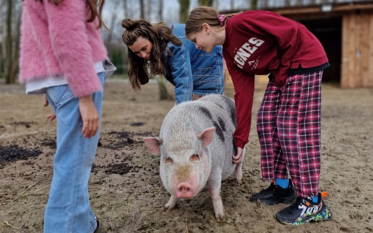 Zbiórka Dom dla świnunek. Pomóż - zdjęcie główne