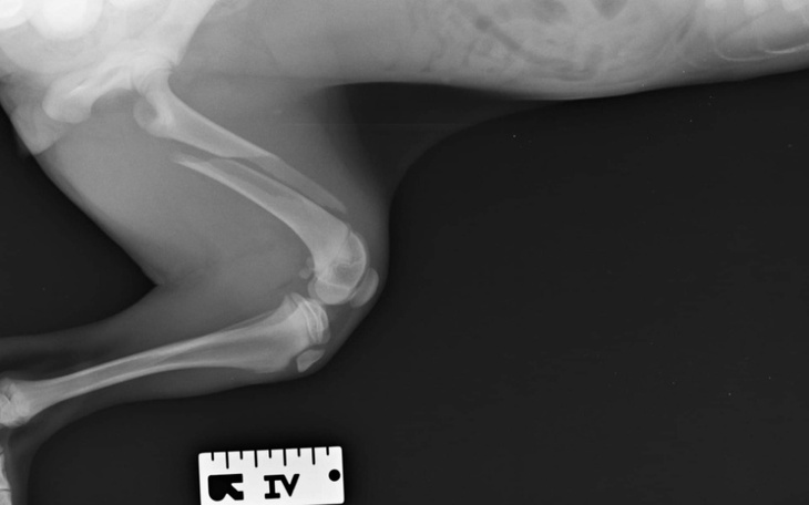 Zbiórka Operacja dla Tasia - zdjęcie główne