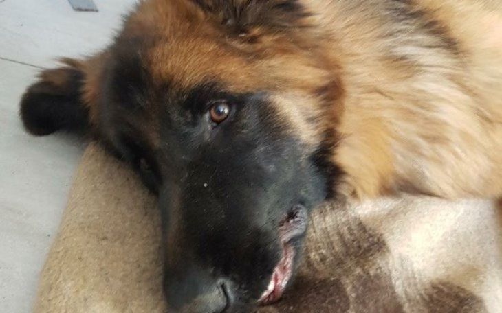 Zbiórka Miał już nie żyć, bo złamał łapę - zdjęcie główne