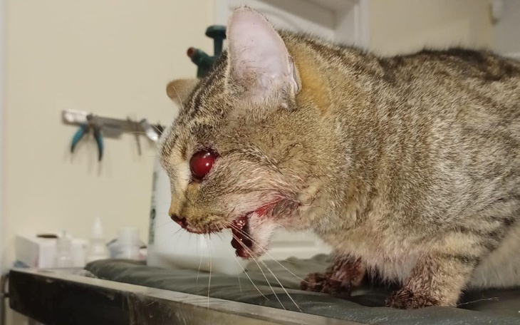 Zbiórka PILNE. Kot z wypadku. - zdjęcie główne