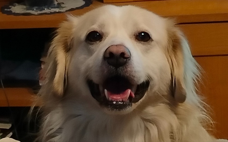 Pies z szerokim uśmiechem, siedzący w domu.