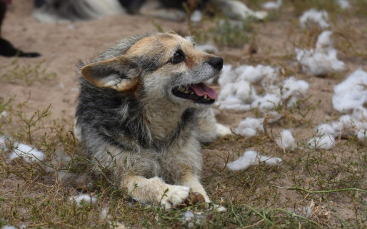 Zbiórka Zbieramy na szczepienia psiaków - zdjęcie główne