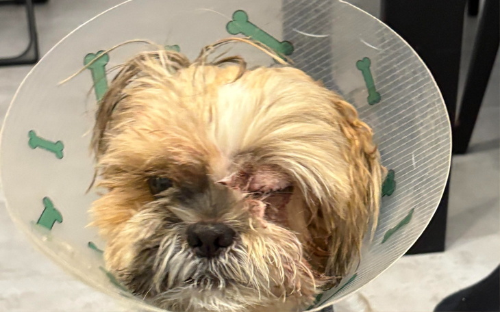 Pies w kołnierzu ochronnym, wyglądający na smutnego.