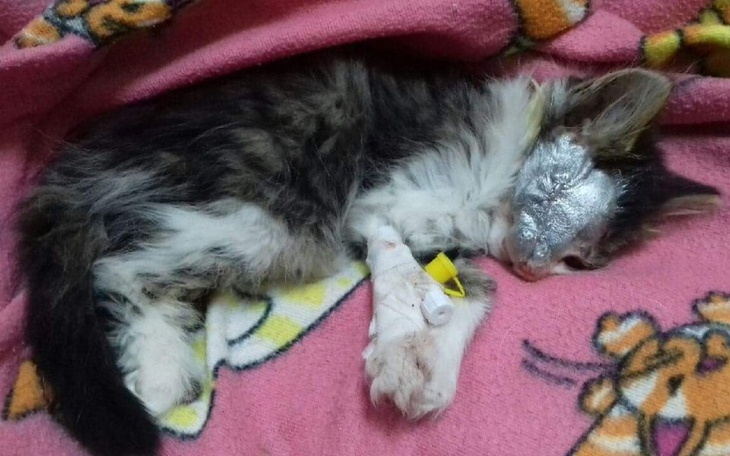 Zbiórka Tyle nieszczęść w małym kotku - zdjęcie główne