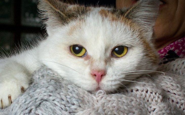 Zbiórka Stowarzyszenie DlaKota Kociarnia - zdjęcie główne